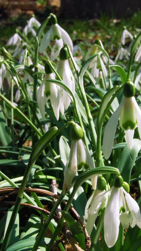 Beautiful spring flowers snowdrops. Vertical video. Stock Footage 304684650