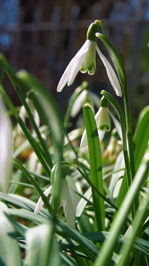 Beautiful spring flowers snowdrops. Vertical video. Video stock 304684733