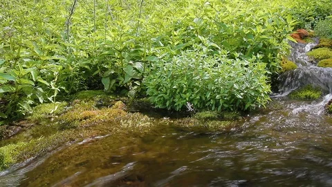 A beautiful spring flows through the forest. Russia, Gorny Altai Stock Footage 92461718