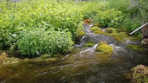 A beautiful spring flows through the forest. Russia, Gorny Altai Stock Footage 92461782