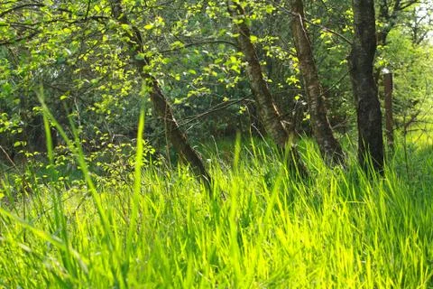 Beautiful spring forest background Stock Photos