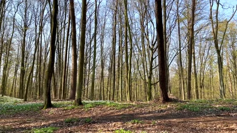 Beautiful spring forest with blooming anemone flowers. Stock Footage 184838143