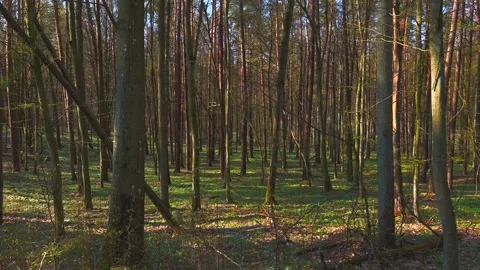 Beautiful spring forest with blooming anemone flowers. Stock Footage 184838449
