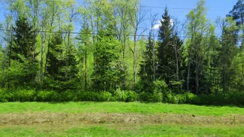 Beautiful spring forest with bright lush greenery. Landscape from train window Видео 315998864