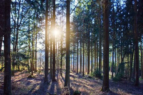 Beautiful spring forest with bright sunlight in the fog. Stock Photos