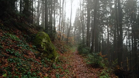 Beautiful spring forest during calm rain Stock Footage 326095983