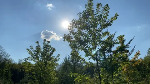 Beautiful spring forest in East Europe Stock Footage 130157341