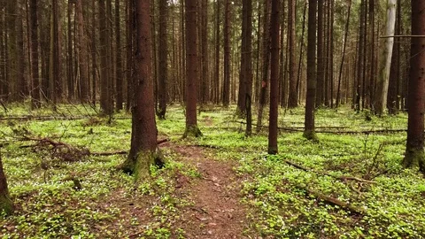 Beautiful spring forest. with fresh grass and blooming flowers Stock Footage 130043719