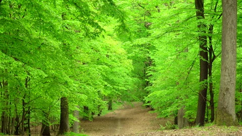 Beautiful spring forest with fresh green leaves and path. 4K. 库存影片 299625742