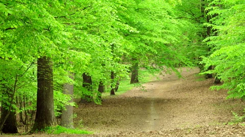 Beautiful spring forest with fresh green leaves and path. 4K. Stock Footage 299625745