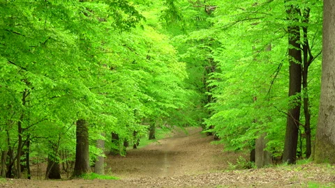 Beautiful spring forest with fresh green leaves and path. 4K. Stock Footage 299625775