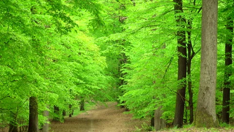 Beautiful spring forest with fresh green leaves and path. 4K. Stock Footage 299625780