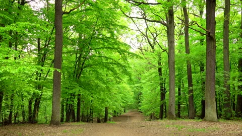Beautiful spring forest with fresh green leaves and path. 4K. 库存影片 299625800