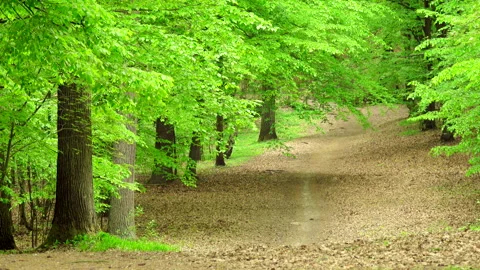 Beautiful spring forest with fresh green leaves and path. 4K. Stock Footage 299626151