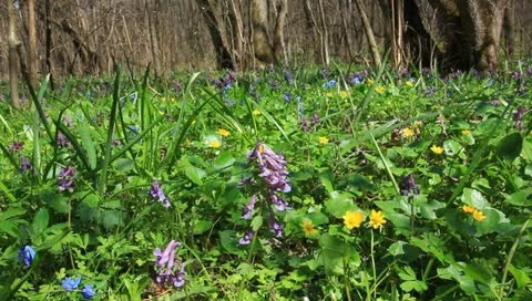 Beautiful spring forest glade by a sunny spring day Stock Footage 10897624