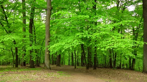 Beautiful spring forest green 4K. Trees. Stock Footage 263590504