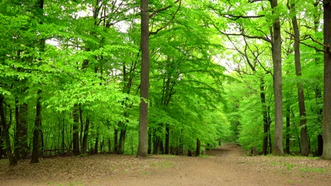 Beautiful spring forest green 4K. Trees. 스톡 동영상 263591052