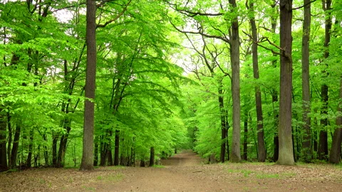 Beautiful spring forest green 4K. Trees. Stock Footage 263591608
