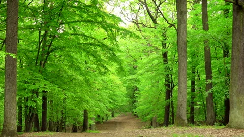 Beautiful spring forest green 4K. Trees. 스톡 동영상 263592009