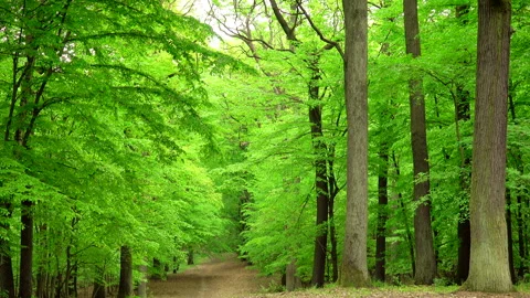 Beautiful spring forest green 4K. Trees. 库存影片 263592129