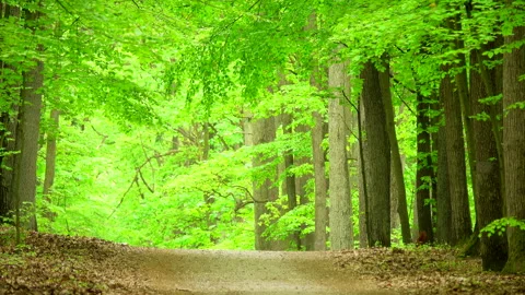 Beautiful spring forest green 4K. Trees. 库存影片 263672382
