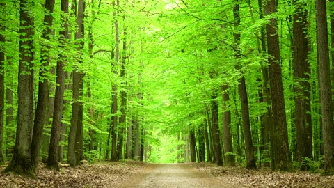 Beautiful spring forest green 4K. Trees. 스톡 동영상 263672819