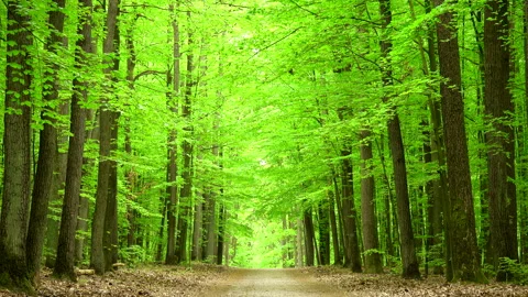 Beautiful spring forest green 4K. Tree. 스톡 동영상 263672835