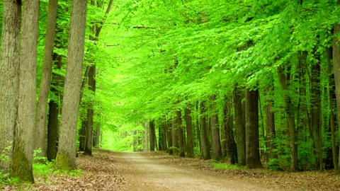 Beautiful spring forest green 4K. Trees. 库存影片 263673364