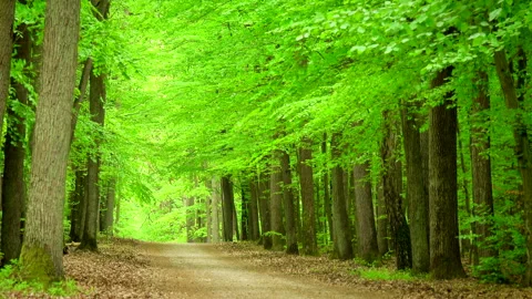 Beautiful spring forest green. Trees. Stock Footage 263672931