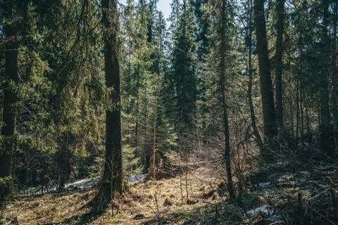 Beautiful spring forest landscape, pine trees at bright sunny morning Stock Photos