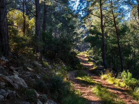 Beautiful spring forest mountain path early in the morning in Turkey. The sun Stock Photos
