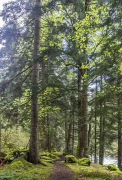 Beautiful spring forest Stock Photos