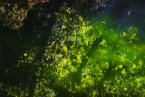 Beautiful spring forest reflected in a calm lake Stock Photos
