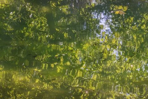 Beautiful spring forest reflected in a calm lake Stock Photos