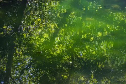 Beautiful spring forest reflected in a calm lake Stock Photos