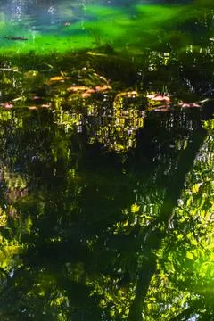 Beautiful spring forest reflected in a calm lake Stock Photos