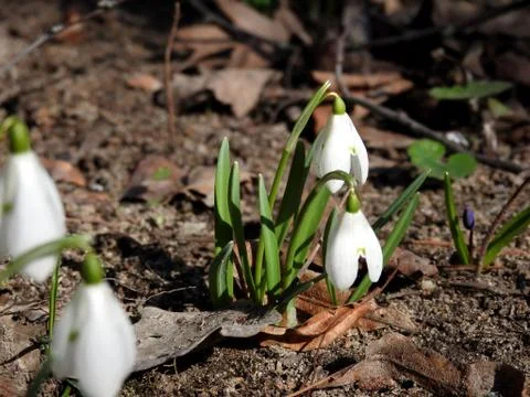 Beautiful spring forest snowdrops close-up Stock Photos