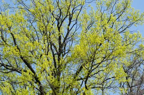 Beautiful Spring forest. Young green leaves of the oak trees against bright Stock Photos