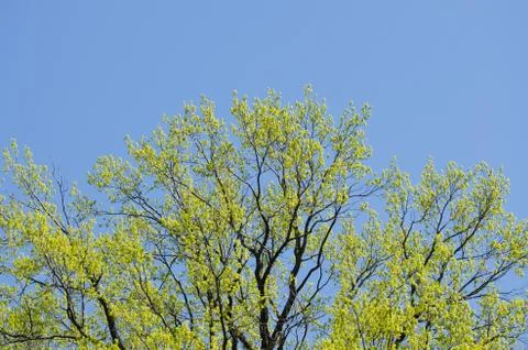 Beautiful Spring forest. Young green leaves of the oak trees against bright Stock Photos