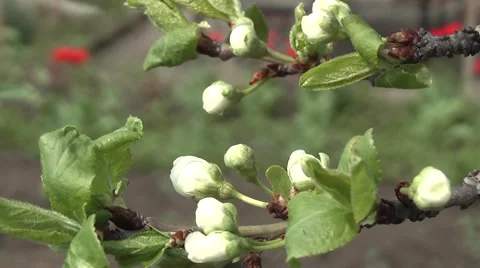 Beautiful spring garden. Stock-Footage 4902062