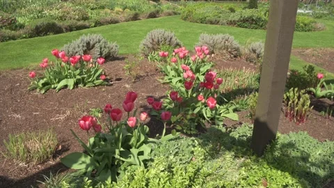 Beautiful spring garden with tuplips Stock Footage 273084006