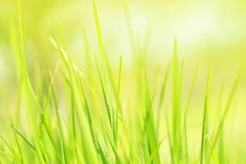 Beautiful spring grass background Stock Photos
