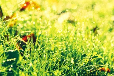 Beautiful spring grass, close-up, soft focus, bokeh, copy paste Stock-Fotos
