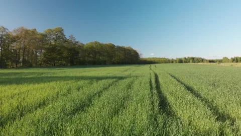 Beautiful spring grass of the field in Poland filmed by a drone Stock Footage 130664587