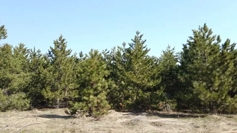 Beautiful spring green pine forest landscape. Video stock 152659563