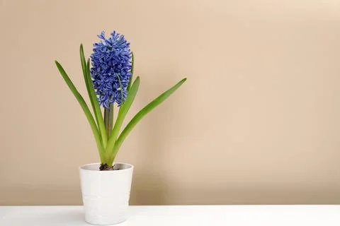 Beautiful spring hyacinth flower on table against color background. Space for Foto stock