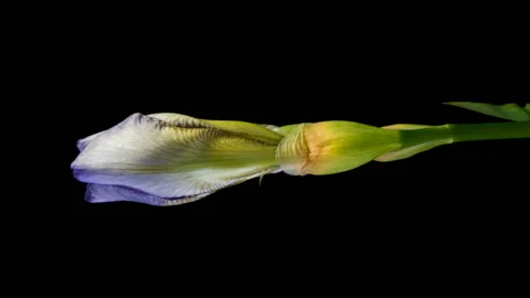 Beautiful spring Iris flower bud blooming timelapse, extreme close up, isolated Stock Footage 119911200
