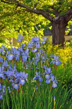 Beautiful spring iris garden Foto stock