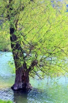 Beautiful  spring lake Stock Photos