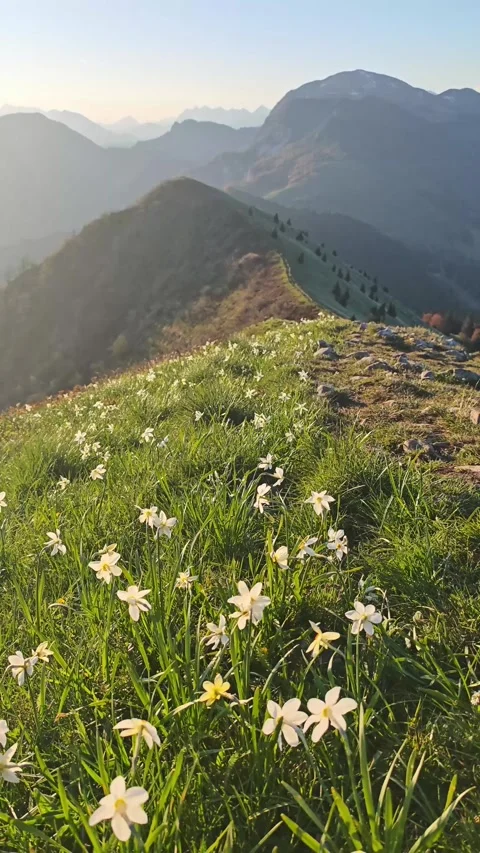 Beautiful spring landscape of blooming wild daffodils Stock Footage 339198372